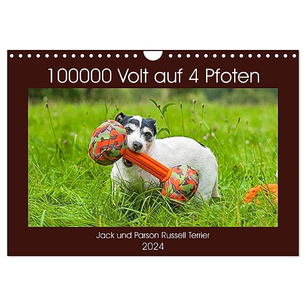100000 Volt auf vier Pfoten - Jack und Parson Russell Terrier (Wandkalender 2024 DIN A4 quer), CALVENDO Monatskalender, Sigrid Starick