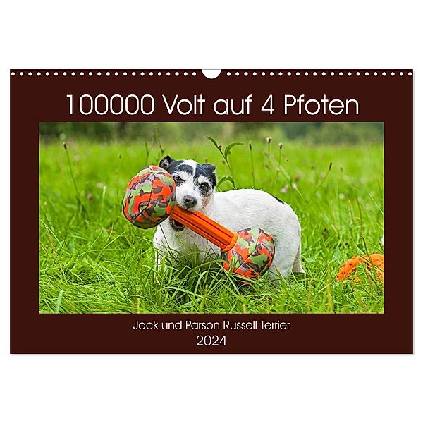 100000 Volt auf vier Pfoten - Jack und Parson Russell Terrier (Wandkalender 2024 DIN A3 quer), CALVENDO Monatskalender, Sigrid Starick