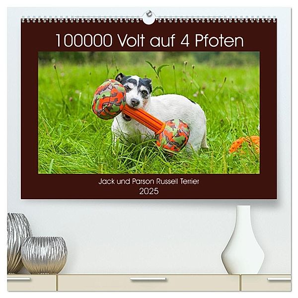 100000 Volt auf vier Pfoten - Jack und Parson Russell Terrier (hochwertiger Premium Wandkalender 2025 DIN A2 quer), Kunstdruck in Hochglanz, Calvendo, Sigrid Starick