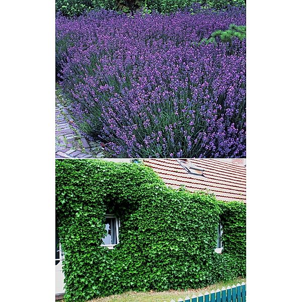 2 Stauden Lavendel + 2 Stauden Efeu