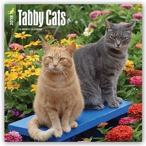 2018 Tabby Cats Wall Calendar, BrownTrout Publisher