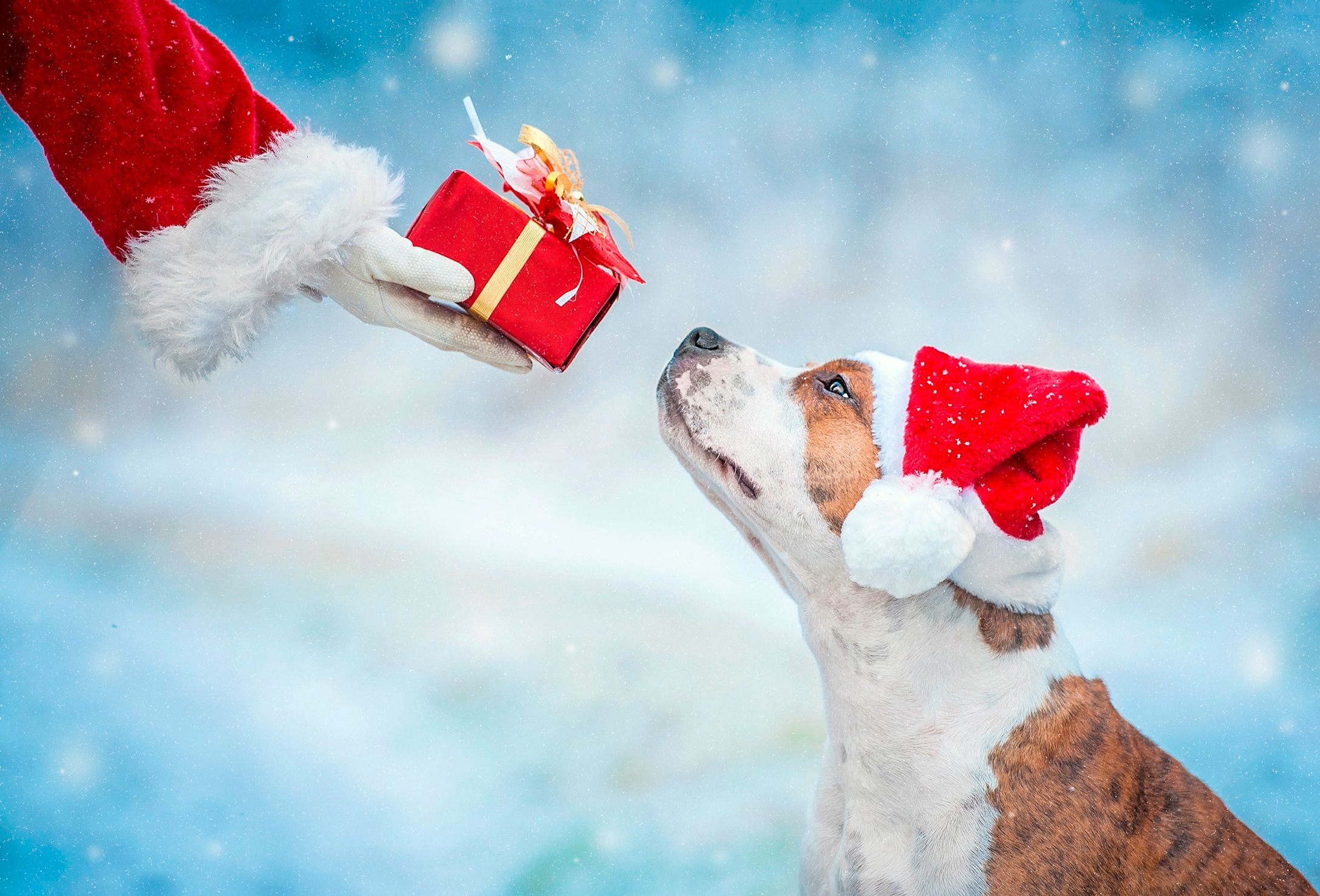 24 Weihnachtsgrüße für Hundefreunde Buch jetzt online bei Weltbild.de  bestellen