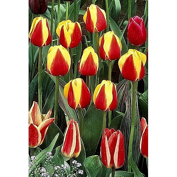 24 Zwiebel frühblühendeTulpen Stresa Größe 10/11