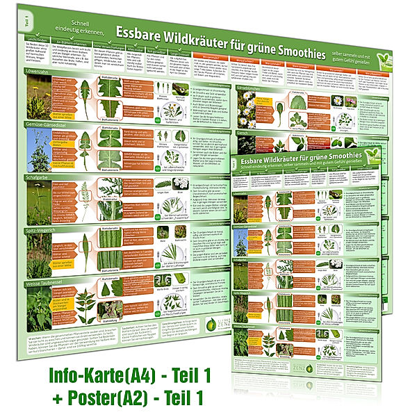 [2er Set] Essbare Wildkräuter für Grüne Smoothies Teil 1 Wissenskarte (A4) & Wandposter (A2), m. 1 Karte, m. 1 Beilage, m. 1 Beilage.Tl.1, Alfred Zenz, Samuel Cremer