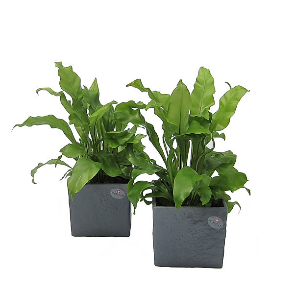 2er Set Nestfarn Asplenium im Scheurich Würfeltopf 14x14x14 cm, anthrazit-stone