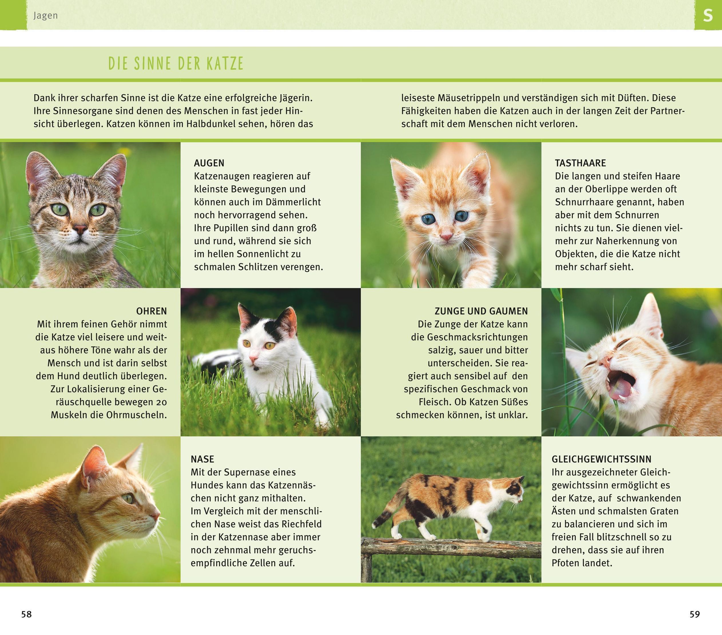 300 Fragen zum Katzenverhalten Buch versandkostenfrei bei Weltbild.at