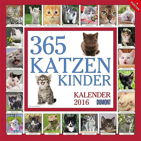 365 Katzenkinder 2016