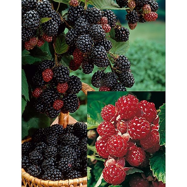 3er Set Brombeeren