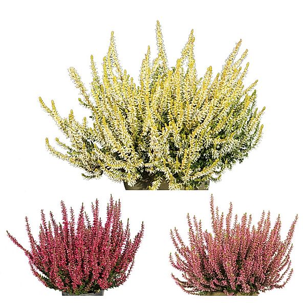 3er Sortiment Knospenheide Calluna Garden Girls®