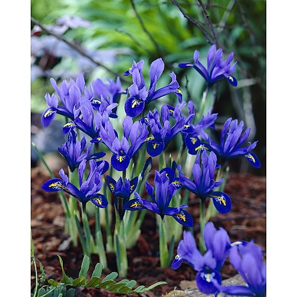 45 Mini Iris blau Staude des Jahres 2016, Iris reticulata, Zwiebelgröße 6/7