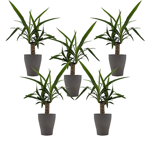 5er Set Yucca-Palmen + Scheurich Orchid Edition umber, 5 Deko-Töpfe