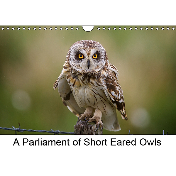 A Parliament of Short Eared Owls (Wall Calendar 2019 DIN A4 Landscape), Lister Cumming