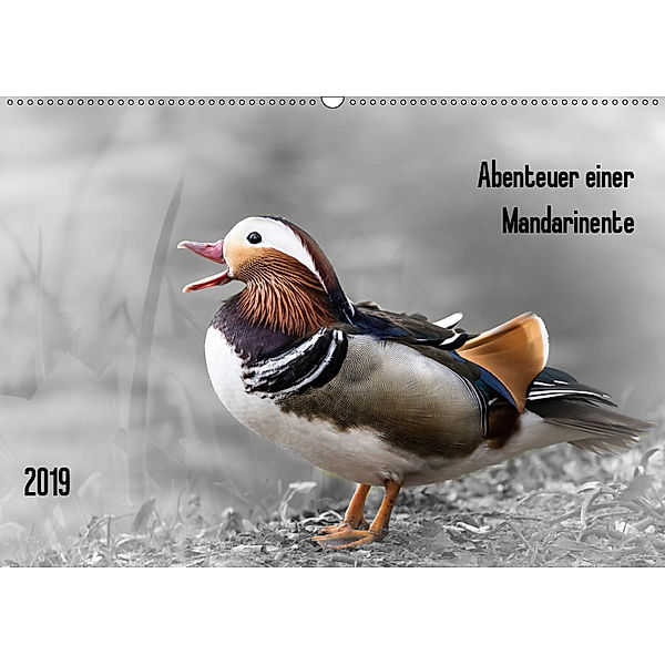 Abenteuer einer Mandarinente (Wandkalender 2019 DIN A2 quer), LaPics