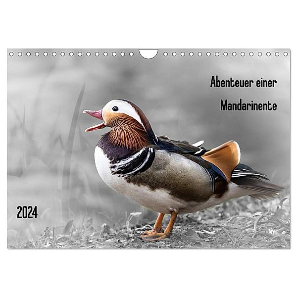 Abenteuer einer Mandarinente (Wandkalender 2024 DIN A4 quer), CALVENDO Monatskalender, LaPics