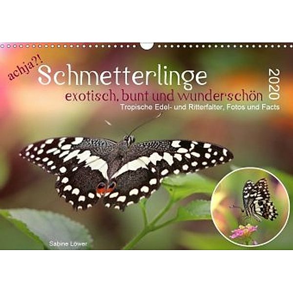achja?! Schmetterlinge, exotisch, bunt und wunderschön (Wandkalender 2020 DIN A3 quer), Sabine Löwer