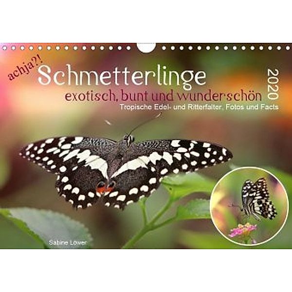 achja?! Schmetterlinge, exotisch, bunt und wunderschön (Wandkalender 2020 DIN A4 quer), Sabine Löwer