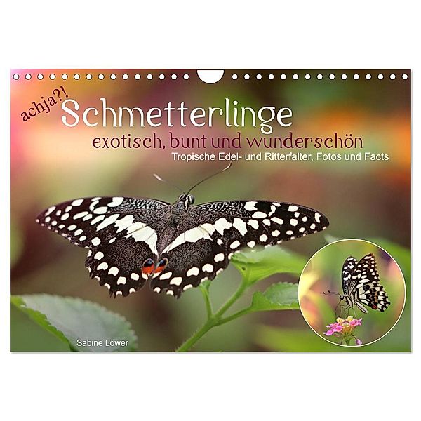 achja?! Schmetterlinge, exotisch, bunt und wunderschön (Wandkalender 2024 DIN A4 quer), CALVENDO Monatskalender, Sabine Löwer
