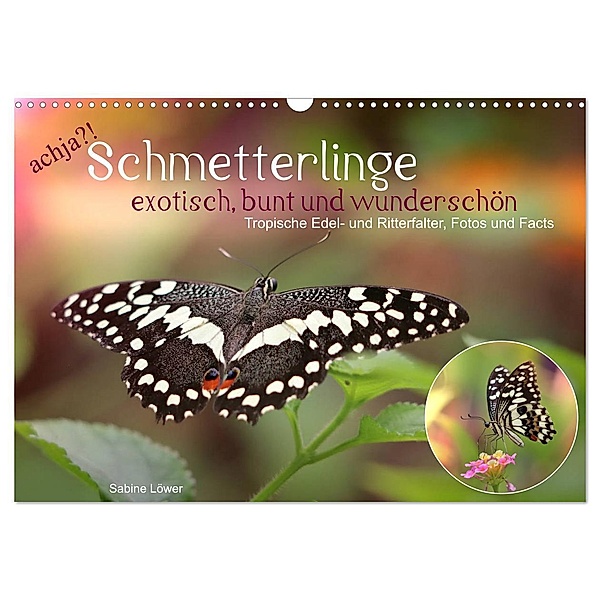 achja?! Schmetterlinge, exotisch, bunt und wunderschön (Wandkalender 2024 DIN A3 quer), CALVENDO Monatskalender, Sabine Löwer