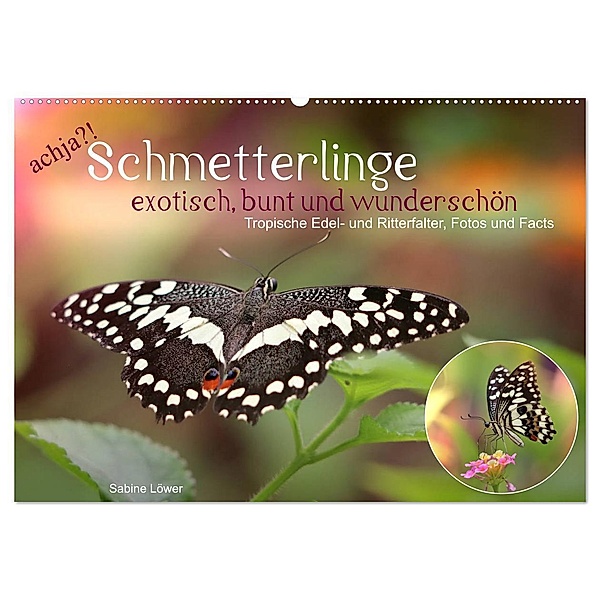 achja?! Schmetterlinge, exotisch, bunt und wunderschön (Wandkalender 2024 DIN A2 quer), CALVENDO Monatskalender, Sabine Löwer