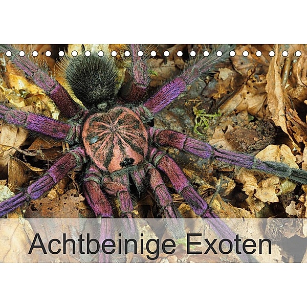 Achtbeinige Exoten (Tischkalender 2023 DIN A5 quer), Wolfgang Kairat dewolli.de