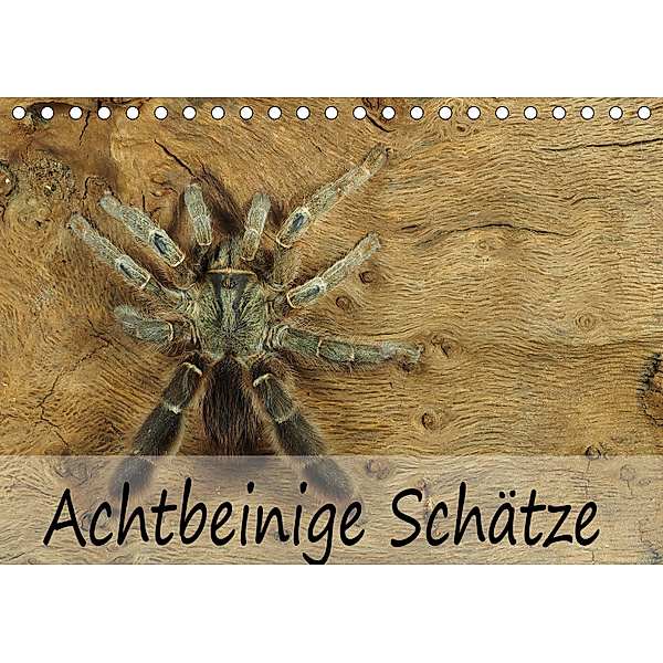 Achtbeinige Schätze (Tischkalender 2019 DIN A5 quer), Wolfgang Kairat dewolli.de