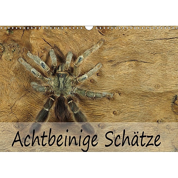 Achtbeinige Schätze (Wandkalender 2020 DIN A3 quer), Wolfgang Kairat dewolli.de