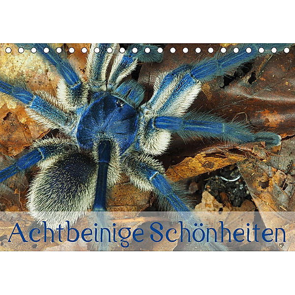 Achtbeinige Schönheiten (Tischkalender 2019 DIN A5 quer), Wolfgang Kairat - dewolli.de