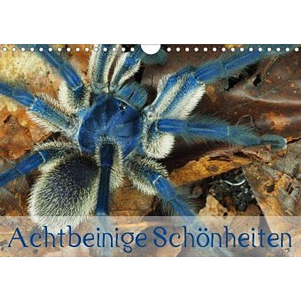 Achtbeinige Schönheiten (Wandkalender 2020 DIN A4 quer), Wolfgang Kairat - dewolli.de