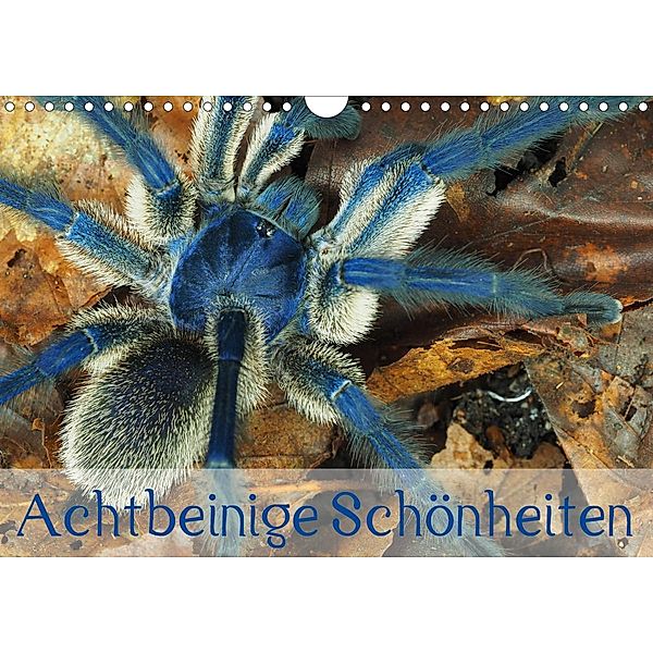 Achtbeinige Schönheiten (Wandkalender 2021 DIN A4 quer), Wolfgang Kairat - dewolli.de