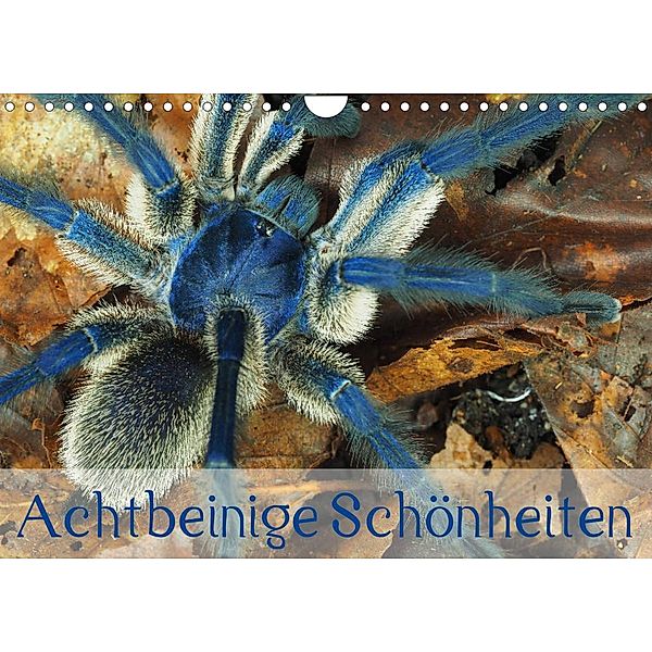 Achtbeinige Schönheiten (Wandkalender 2023 DIN A4 quer), Wolfgang Kairat - dewolli.de