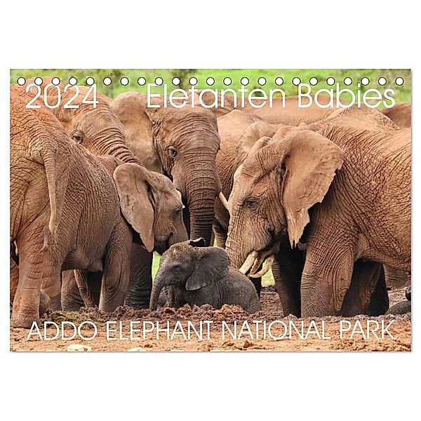 ADDO ELEPHANT NATIONAL PARK Elefanten Babies (Tischkalender 2024 DIN A5 quer), CALVENDO Monatskalender, Barbara Fraatz