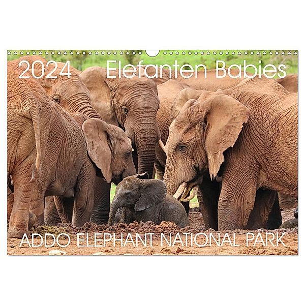 ADDO ELEPHANT NATIONAL PARK Elefanten Babies (Wandkalender 2024 DIN A3 quer), CALVENDO Monatskalender, Barbara Fraatz