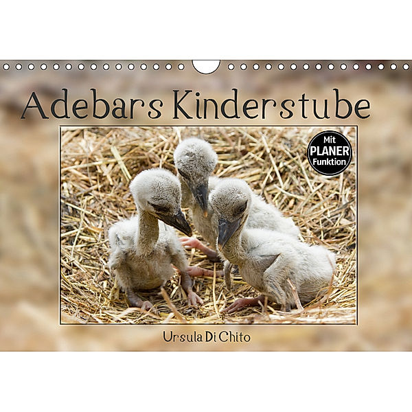 Adebars Kinderstube (Wandkalender 2019 DIN A4 quer), Ursula Di Chito