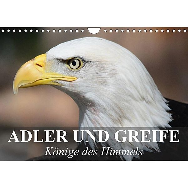 Adler und Greife - Könige des Himmels (Wandkalender 2023 DIN A4 quer), Elisabeth Stanzer