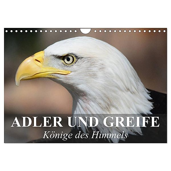 Adler und Greife - Könige des Himmels (Wandkalender 2024 DIN A4 quer), CALVENDO Monatskalender, Elisabeth Stanzer
