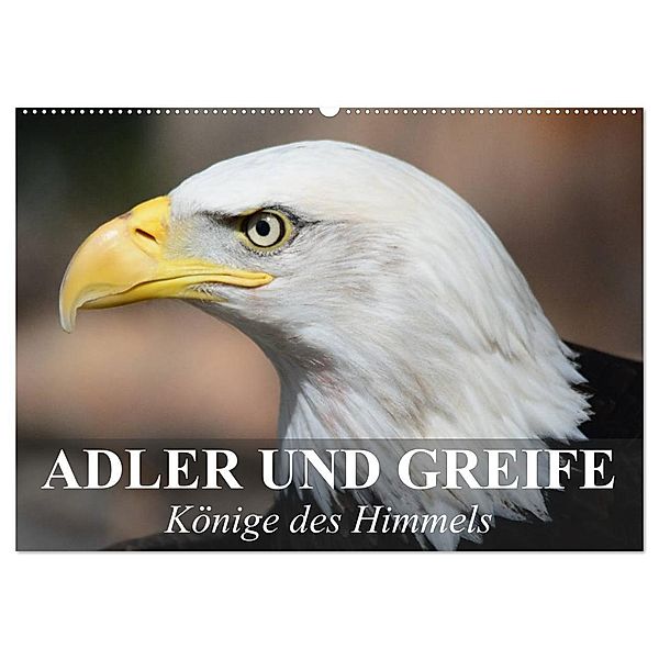 Adler und Greife - Könige des Himmels (Wandkalender 2024 DIN A2 quer), CALVENDO Monatskalender, Elisabeth Stanzer