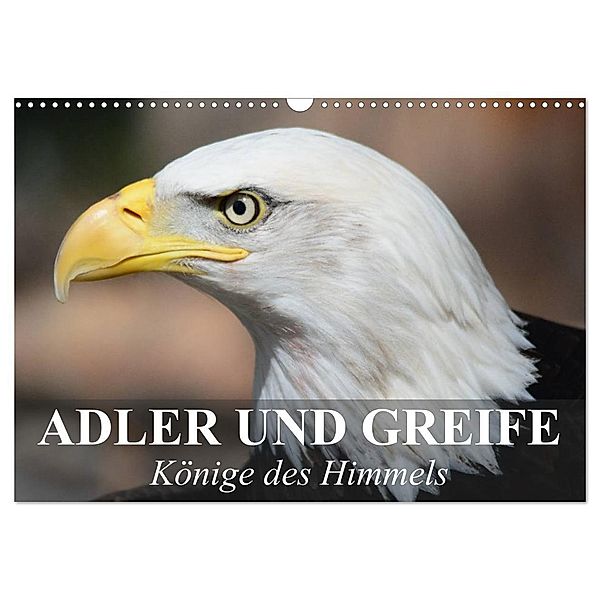 Adler und Greife - Könige des Himmels (Wandkalender 2024 DIN A3 quer), CALVENDO Monatskalender, Elisabeth Stanzer