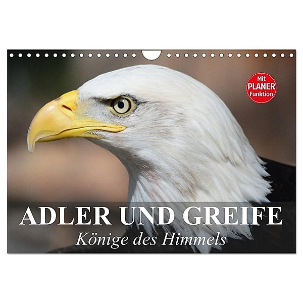 Adler und Greife. Könige des Himmels (Wandkalender 2024 DIN A4 quer), CALVENDO Monatskalender, Elisabeth Stanzer