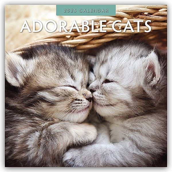 Adorable Cats - Liebenswerte Katzen 2025 - 16-Monatskalender, Robin Red