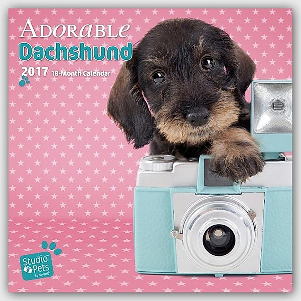 Adorable Dachshund 2017, Myrna Huijing