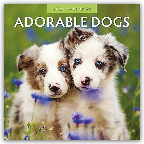 Adorable Dogs - Liebenswerte Hunde 2025 - 16-Monatskalender, Robin Red