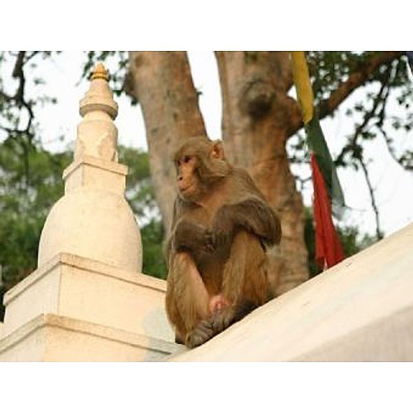 Affe Kathmandu Nepal Tempel - 2.000 Teile (Puzzle)