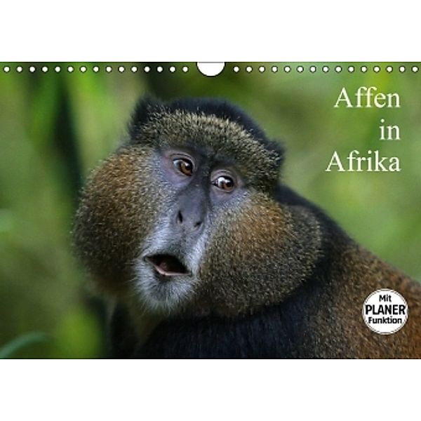Affen in Afrika (Wandkalender 2016 DIN A4 quer), Michael Herzog
