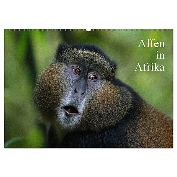 Affen in Afrika (Wandkalender 2024 DIN A2 quer), CALVENDO Monatskalender, Michael Herzog