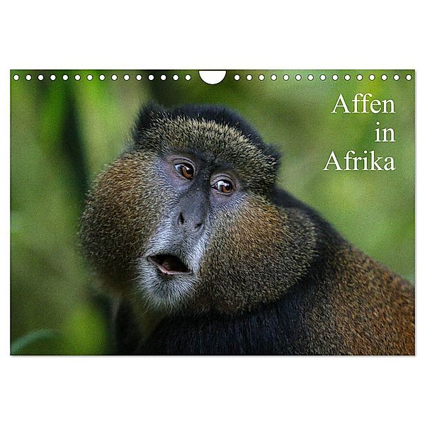 Affen in Afrika (Wandkalender 2024 DIN A4 quer), CALVENDO Monatskalender, Michael Herzog