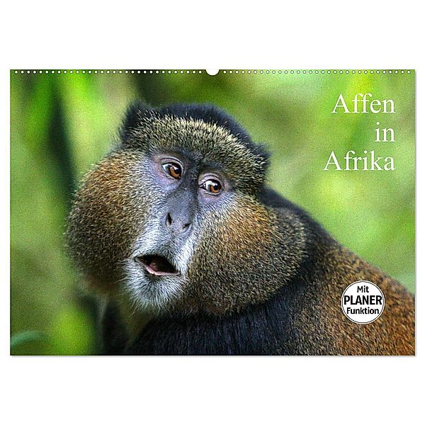 Affen in Afrika (Wandkalender 2025 DIN A2 quer), CALVENDO Monatskalender, Calvendo, Michael Herzog