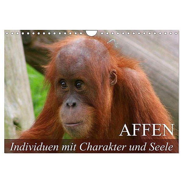 Affen - Individuen mit Charakter und Seele (Wandkalender 2024 DIN A4 quer), CALVENDO Monatskalender, Elisabeth Stanzer
