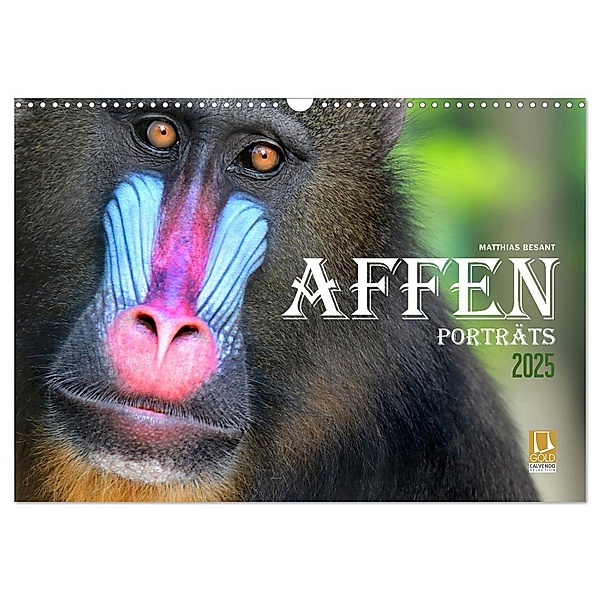 AFFENPORTRÄTS (Wandkalender 2025 DIN A3 quer), CALVENDO Monatskalender, Calvendo, Matthias Besant