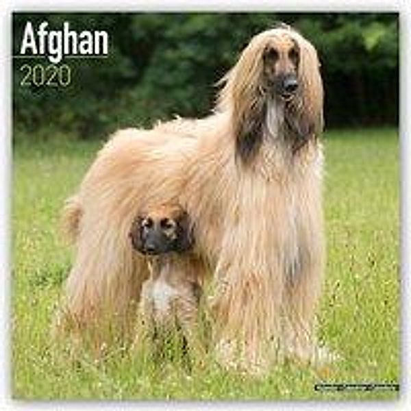 Afghan - Afghanen 2020, Avonside Publishing