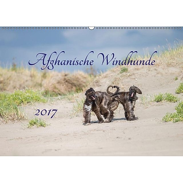 AFGHANISCHE WINDHUNDE 2017 Wandkalender 2017 DIN A2 quer - Kalender  bestellen